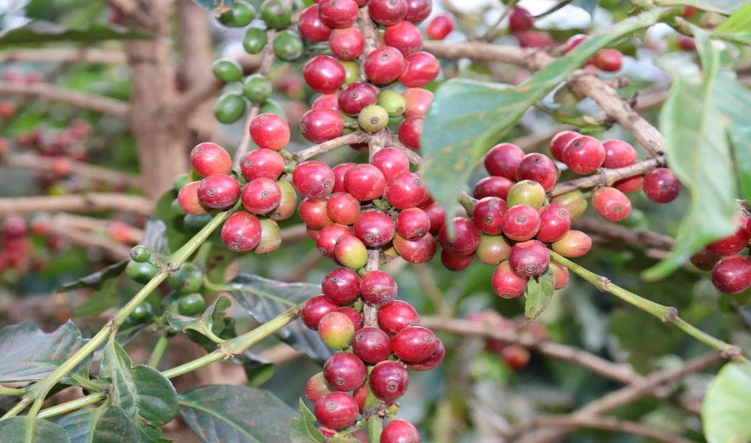 Ripe coffee cherries at Imani Estate in Kiambu, Kenya