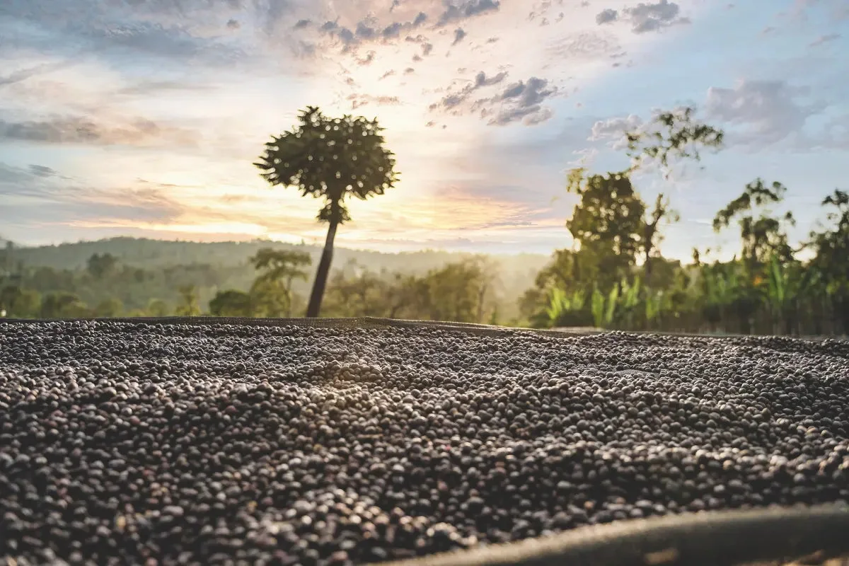 Raised coffee drying beds at Danche