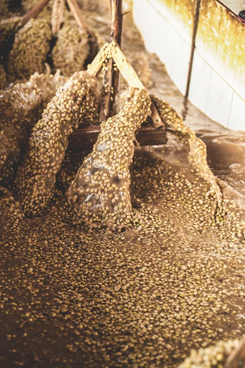 Coffee moving through water around wooden washing paddles