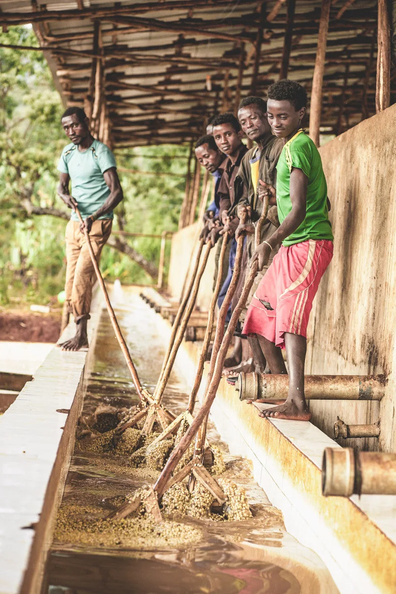 Processing team working with wooden paddles at a coffee washing channel