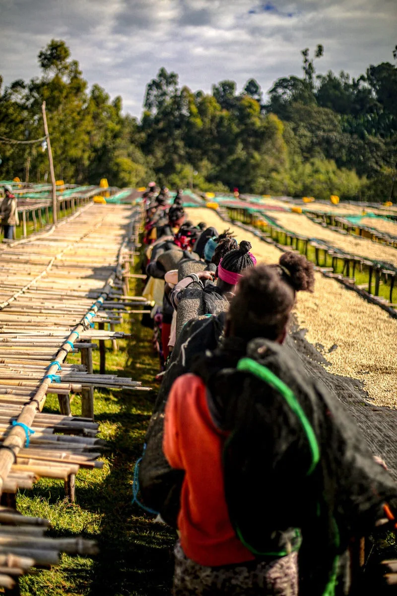 Workers tending coffee on raised drying beds