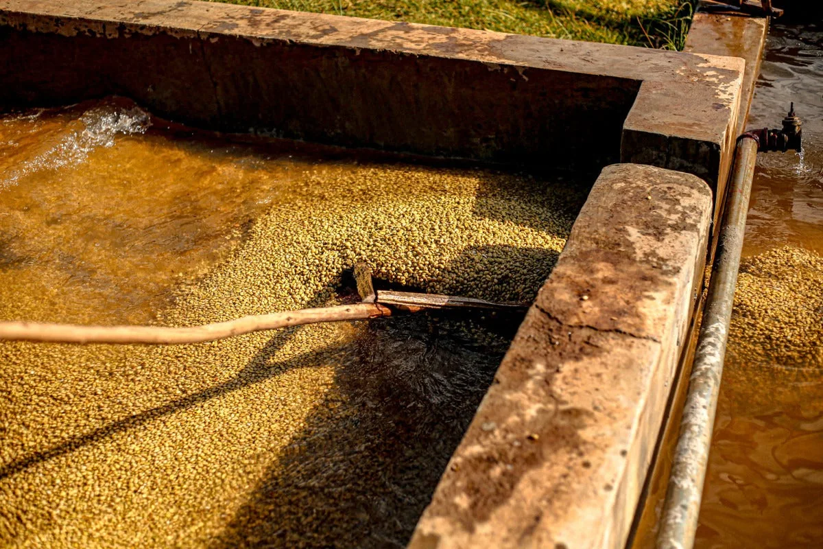 Coffee being washed in a water channel