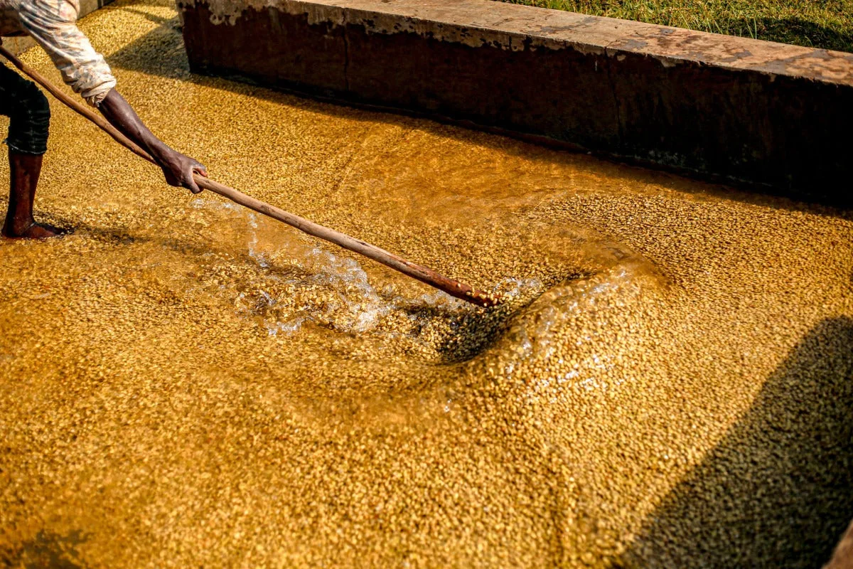 Worker stirring coffee through a washing channel with a wooden paddle